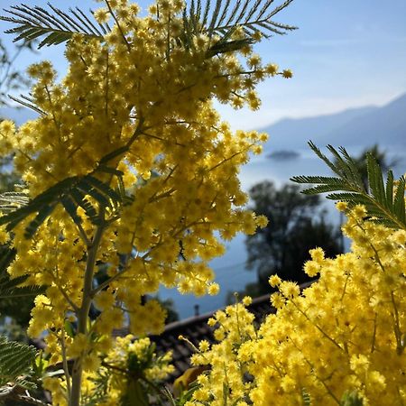 Bnb122 Bed&Breakfast Ascona Exteriör bild
