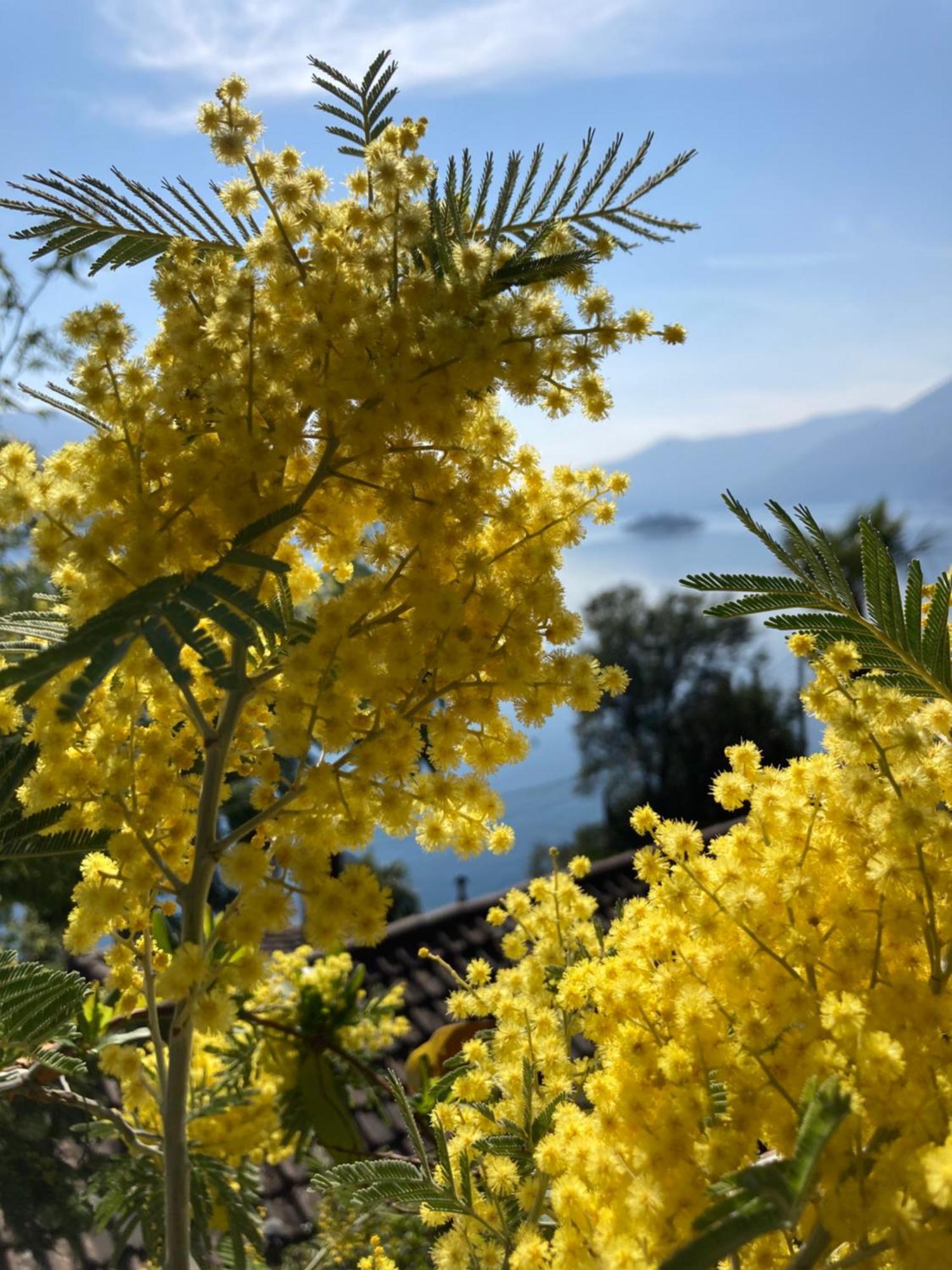 Bnb122 Bed&Breakfast Ascona Exteriör bild